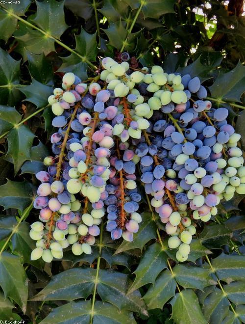 Creeping Mahonia