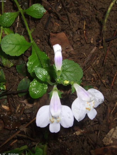 Creeping Mazus