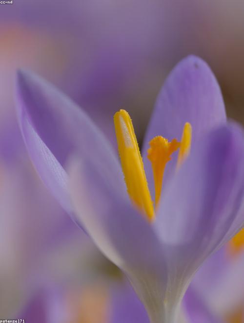 Crocus