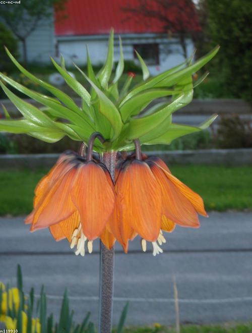 Crown Imperial