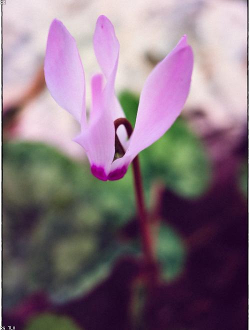 Cyclamen