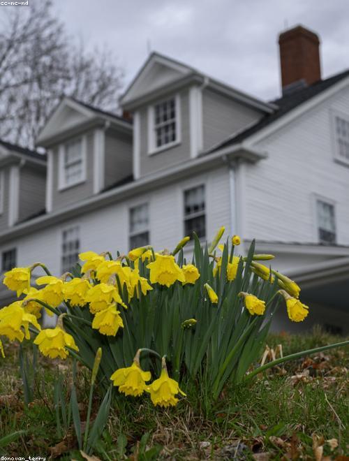 Daffodil