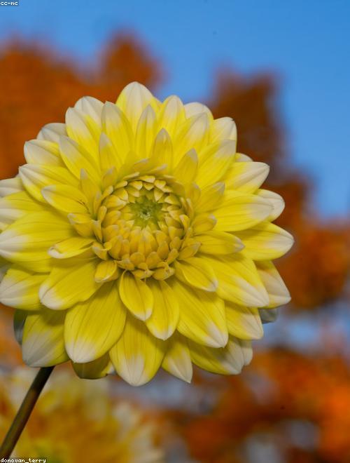 Dahlia