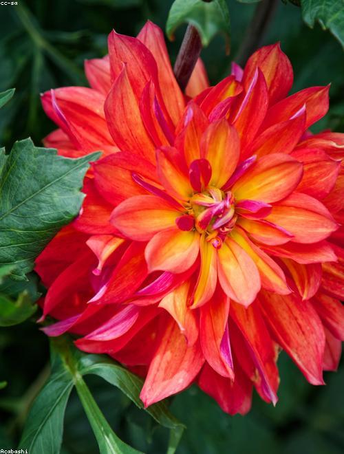 Dahlias