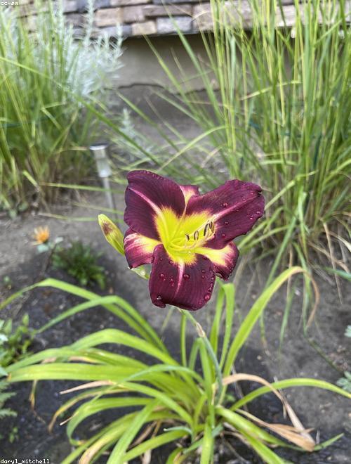 Daylily