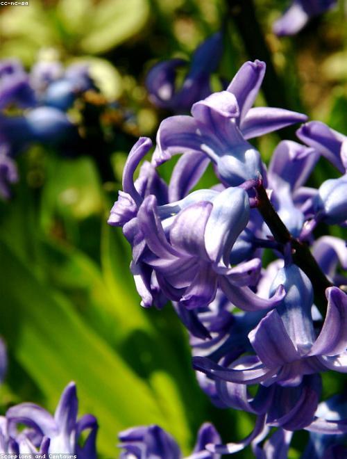 Dutch Hyacinth