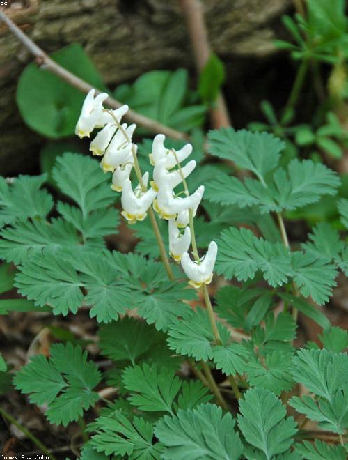 Dutchmans Breeches