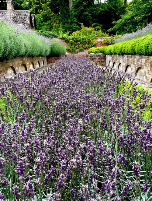 English Lavender