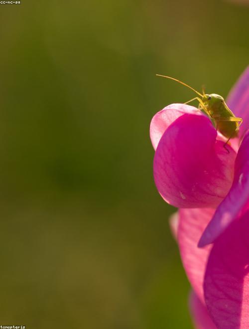 Everlasting Flower