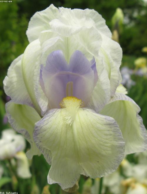 Fairy Iris