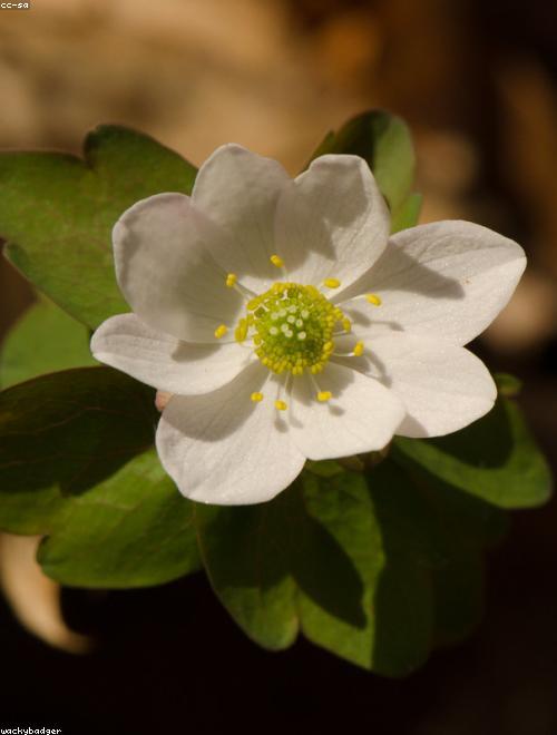 False Rue Anemone