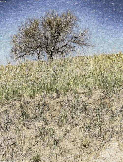 Fiddleneck