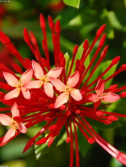 Firecracker Flower