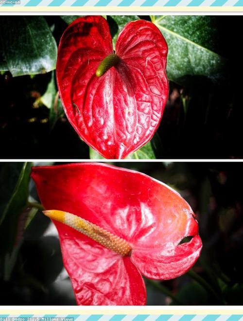 Flamingo Flower