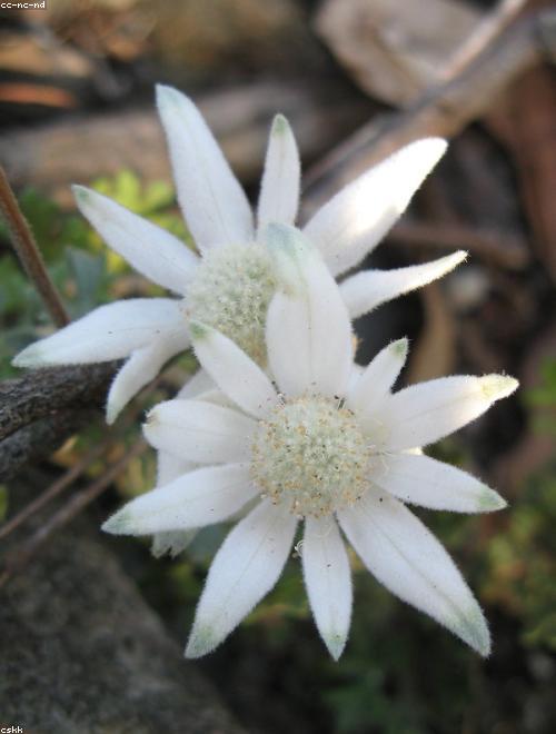 Flannel Flower