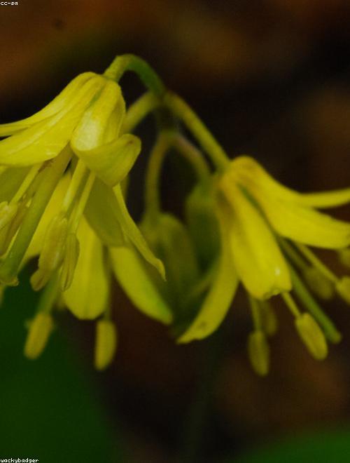 Flower Cornlily