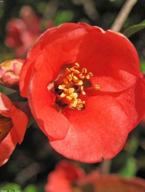 Flowering Quince