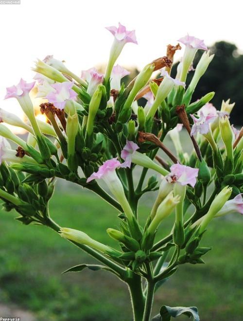 Flowering Tobacco