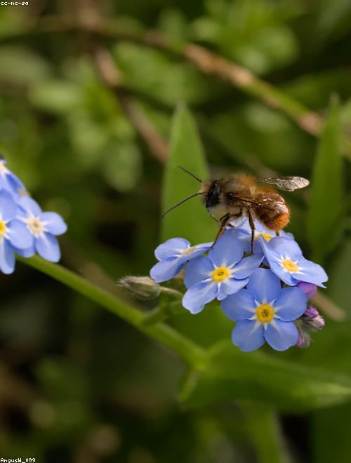 Forget-me-not