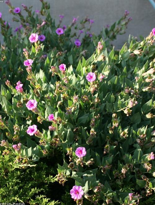 Four o’Clock Flower