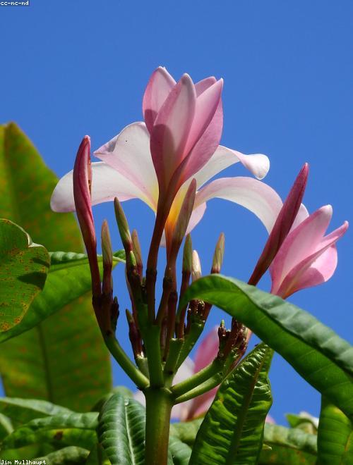 Frangipani