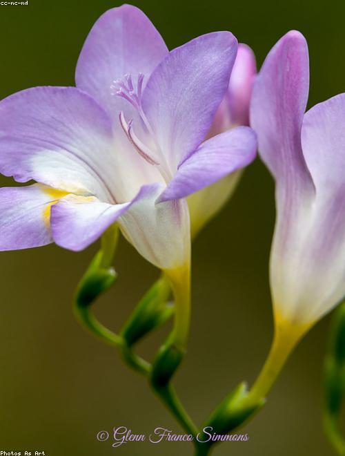 Freesia