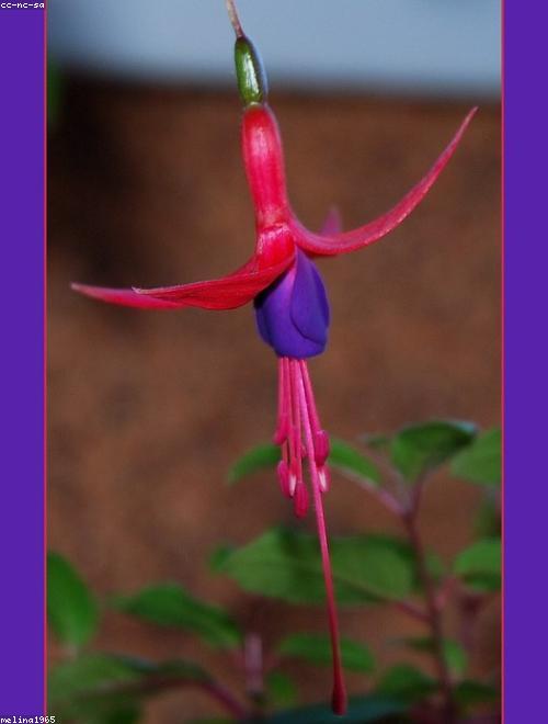 Fuchsias