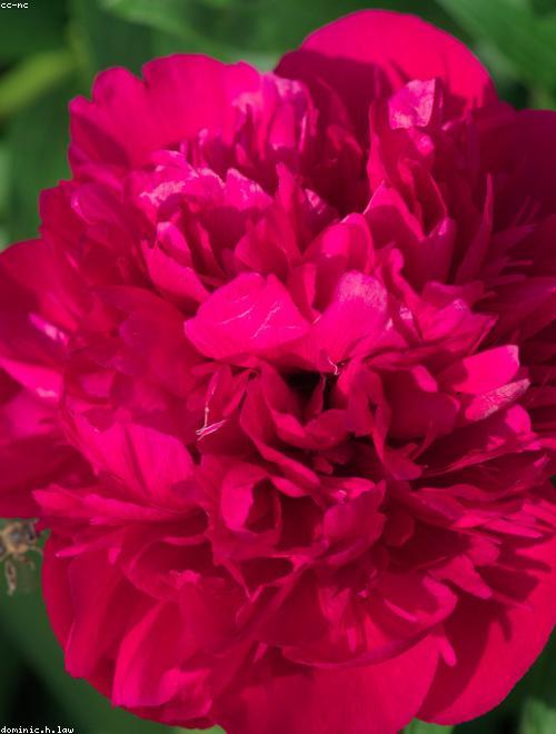Garden Peony