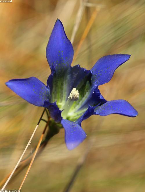 Gentian