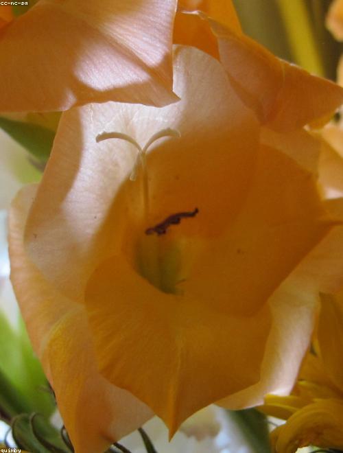 Gladioli