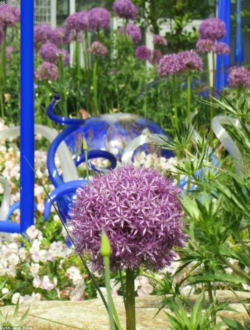 Globe Flower