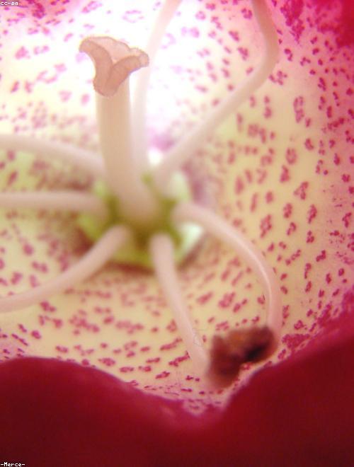 Gloxinia