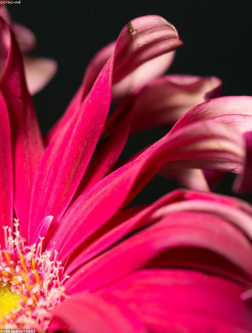 Golden Marguerite