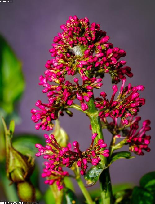 Gooseneck Loosestrife