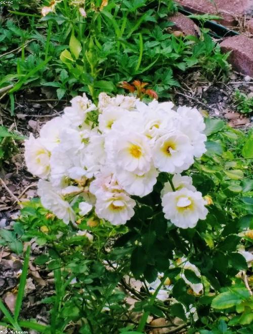 Groundcover Roses