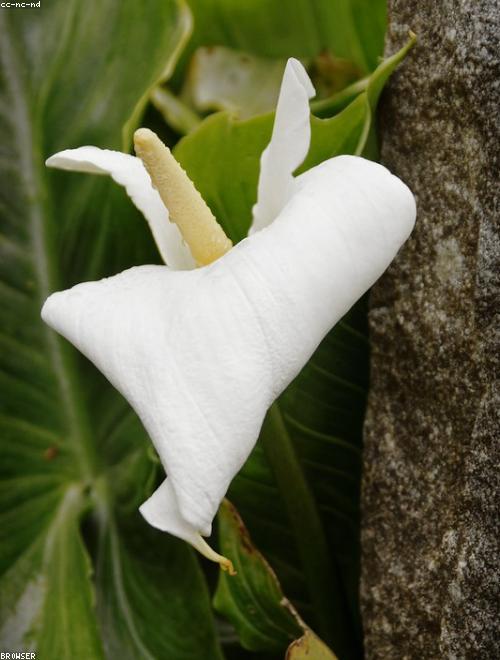 Guernsey Lily