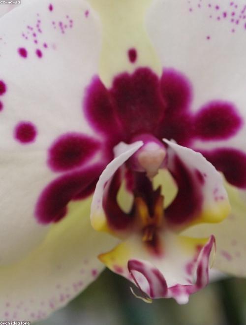 Harlequin Flower