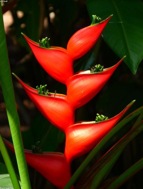 Heliconia