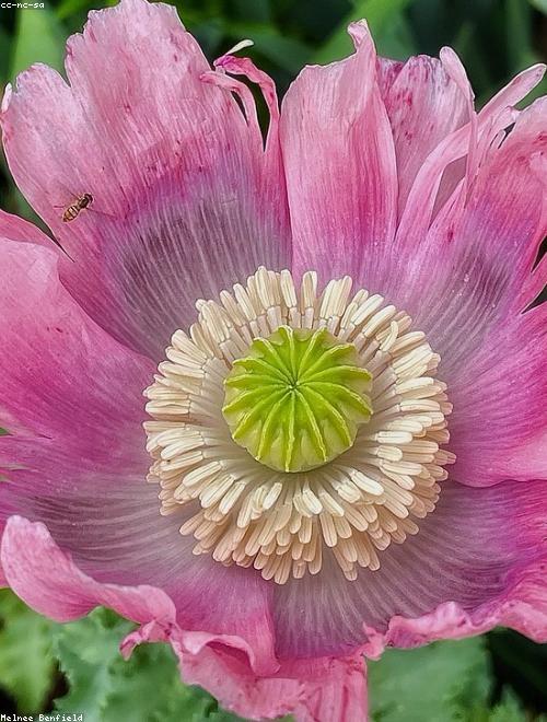Himalayan Blue Poppy