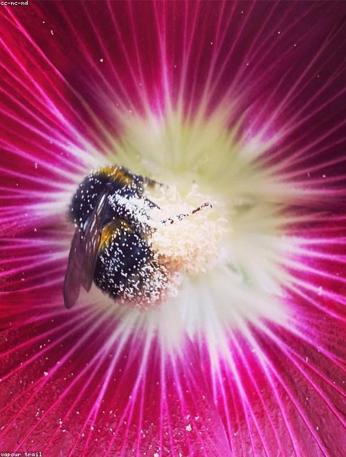 Hollyhock
