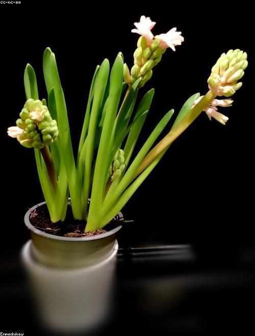 Hyacinth
