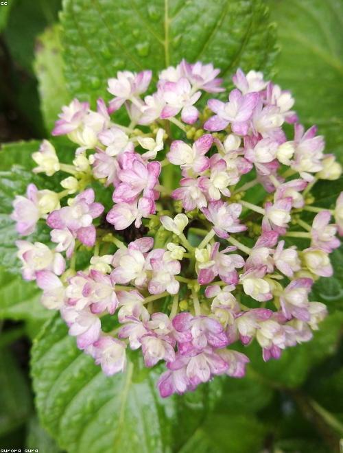 Hydrangea