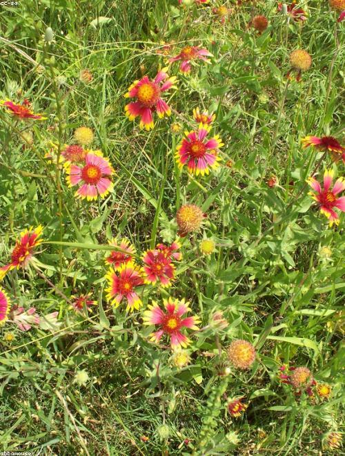 Indian Blanket
