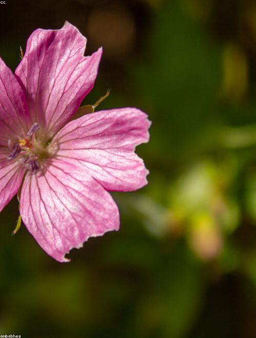 Indian Pink