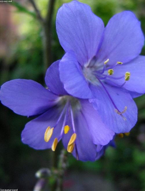 Jacobs Ladder