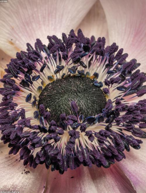 Japanese Anemone