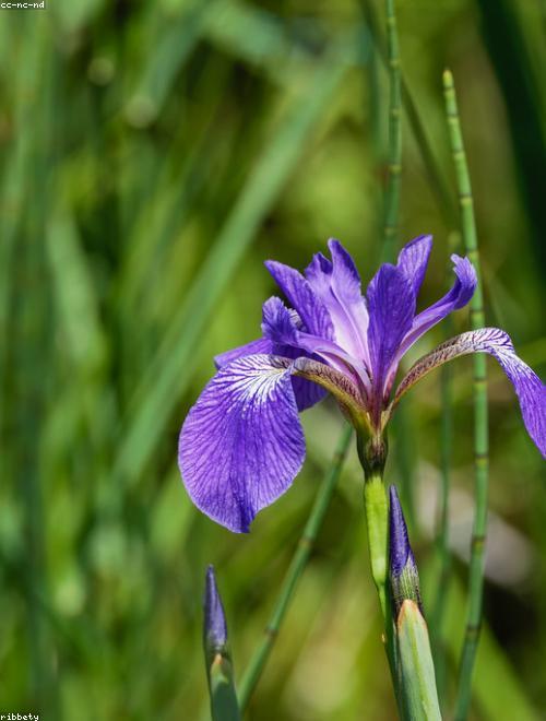 Japanese Iris