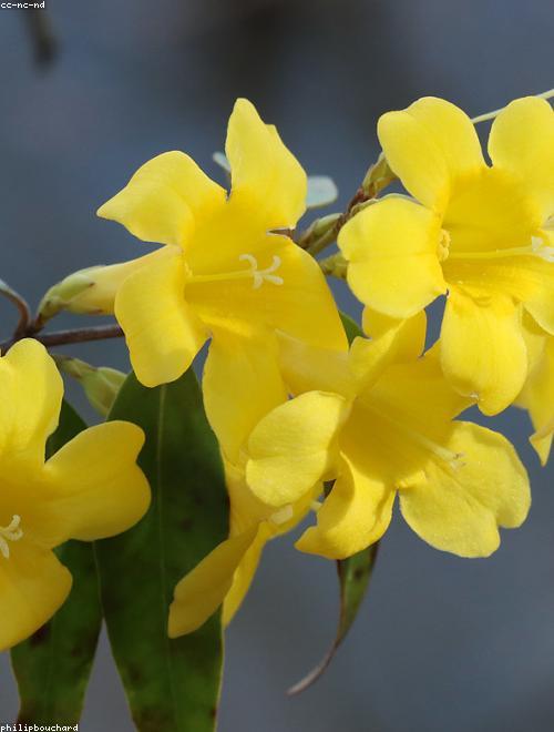 Jasmine