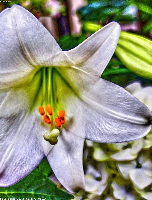 Kaffir Lily