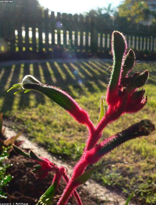 Kangaroo Paw